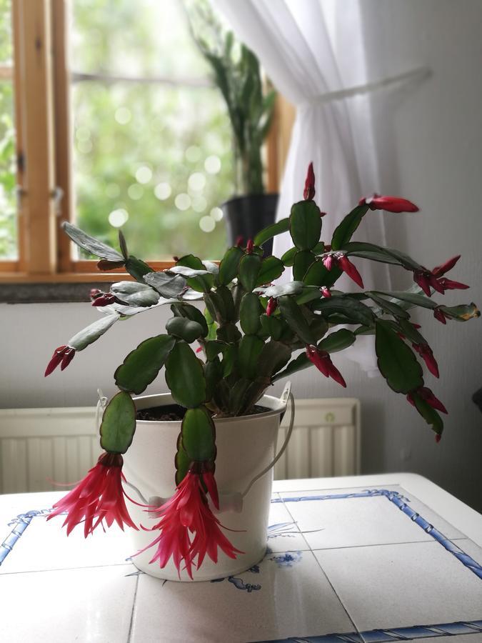 Garden Mellan Slotten Svarte Екстериор снимка