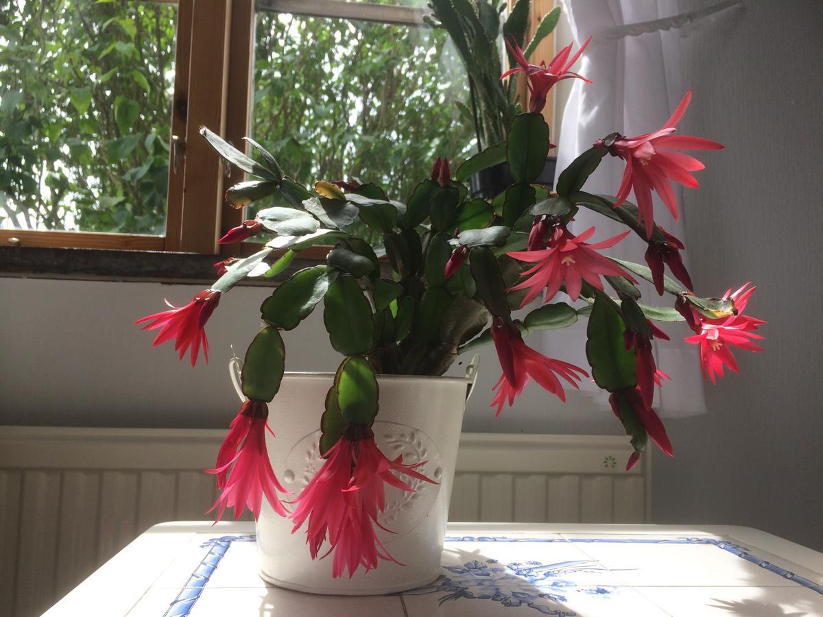 Garden Mellan Slotten Svarte Екстериор снимка